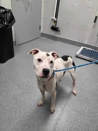 A senior medium-sized female Pit Bull Terrier dog named KitKat for adoption in Sevierville, TN