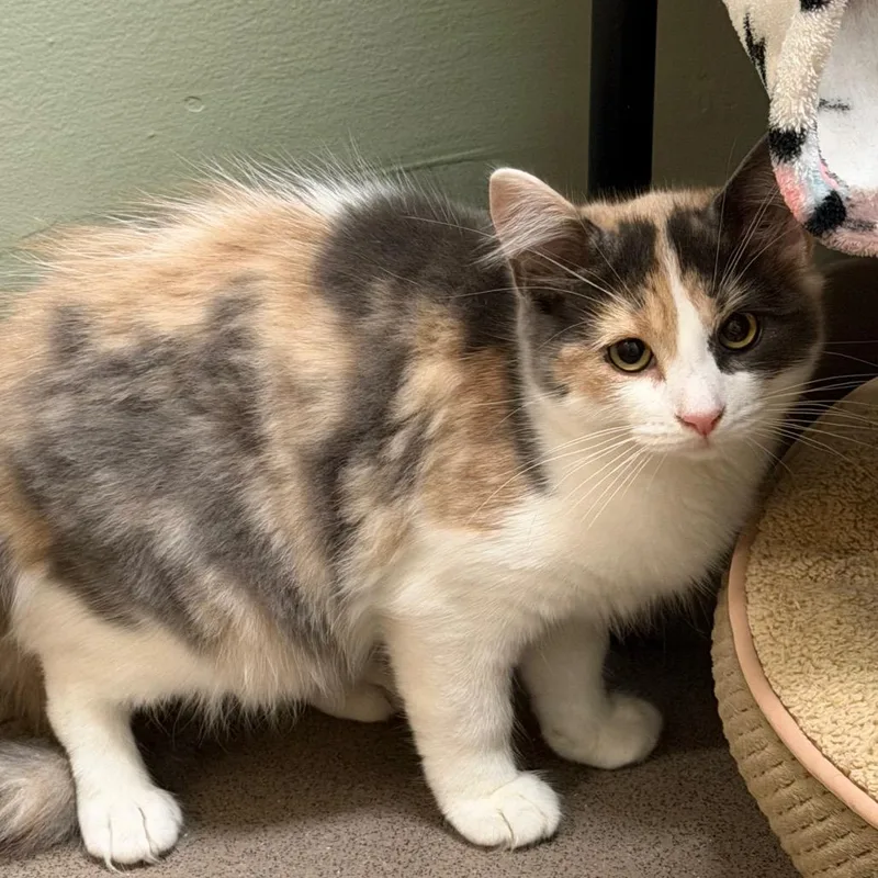 A baby small-sized female Domestic Medium Hair cat named Tc for adoption in Middlebury, VT