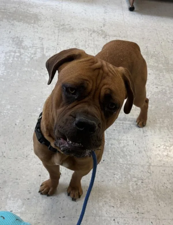 A young extra large-sized female Dogue de Bordeaux dog named Tawny for adoption in Salt Lake City, UT