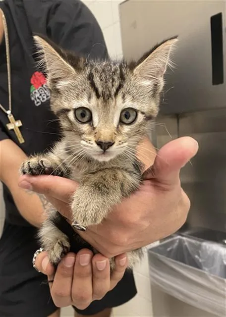 A baby medium-sized male Domestic Short Hair cat named Angel for adoption in Dallas, TX