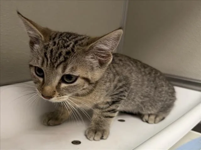 A baby medium-sized male Domestic Short Hair cat named Donut for adoption in Tracy, CA
