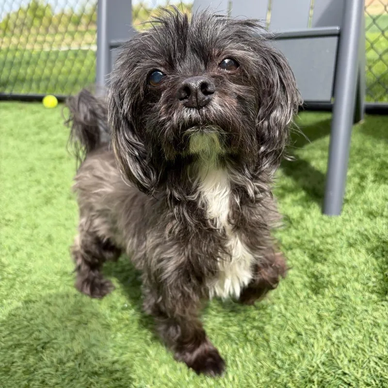 A senior small-sized male Black Mixed Breed dog named Brownie for adoption in Matteson, IL