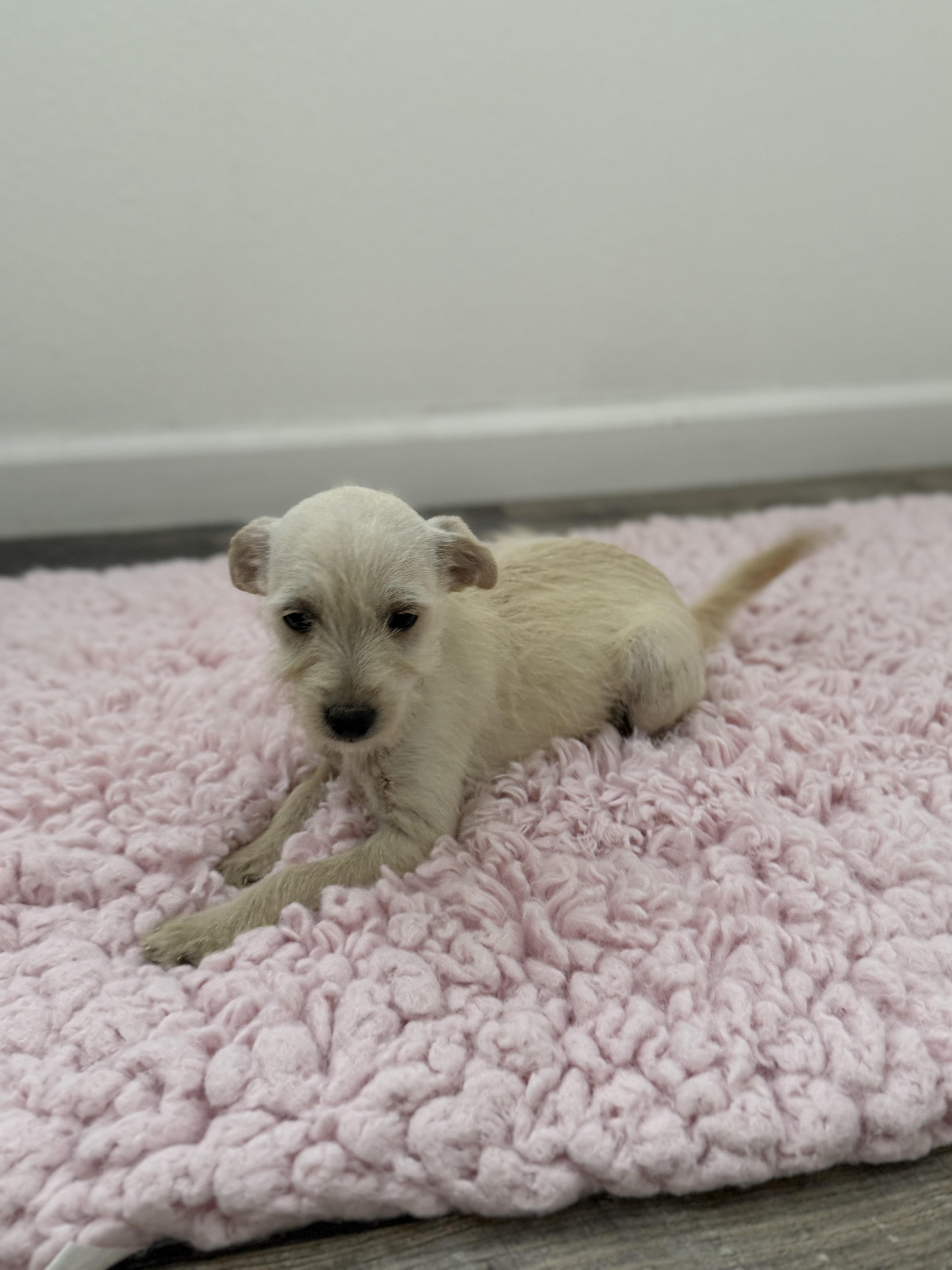 A baby medium-sized male Terrier dog named Pudge for adoption in Los Angeles, CA