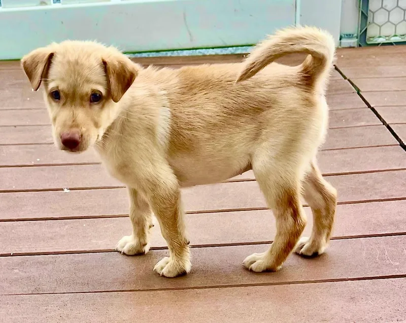 A baby medium-sized male Mixed Breed dog named Matthew for adoption in Brooklyn, NY