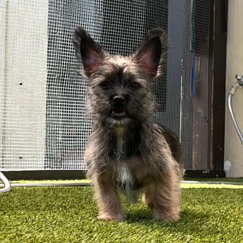 A baby small-sized male Brown / Chocolate Schnauzer dog named Maitrix for adoption in LOXAHATCHEE, FL