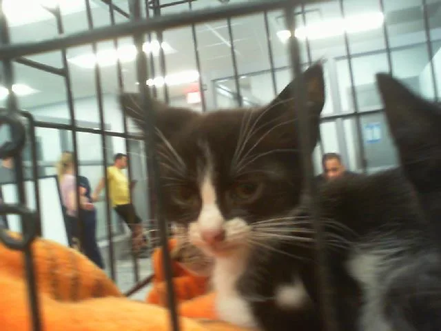 A baby small-sized female Domestic Short Hair cat named Delilah for adoption in Charlotte, NC