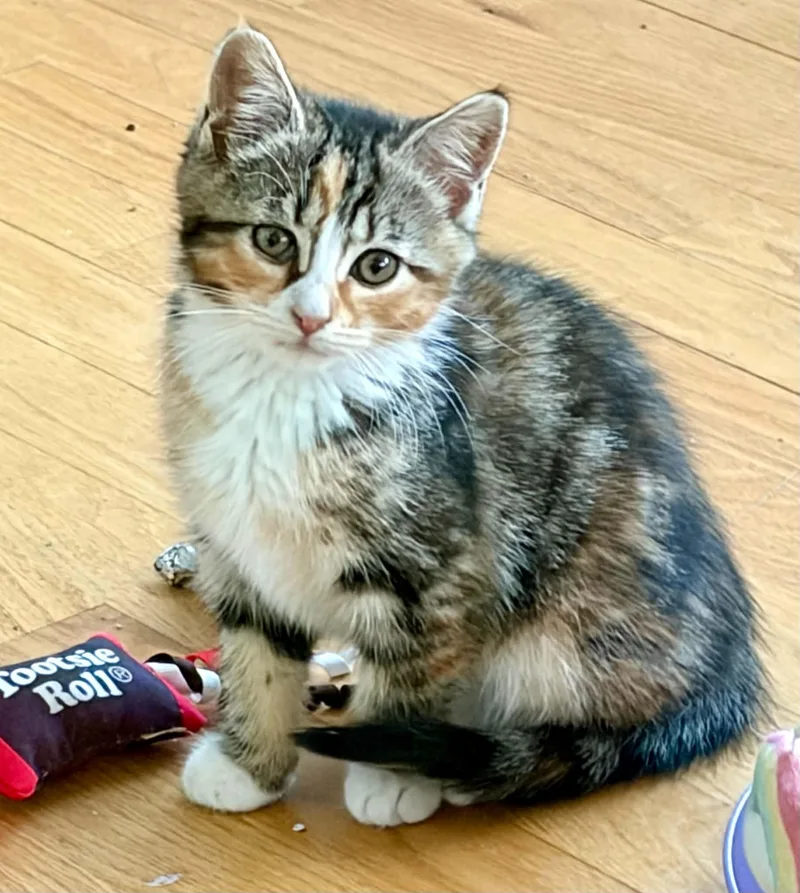 A baby medium-sized male Domestic Short Hair cat named Widget for adoption in Warren, NJ