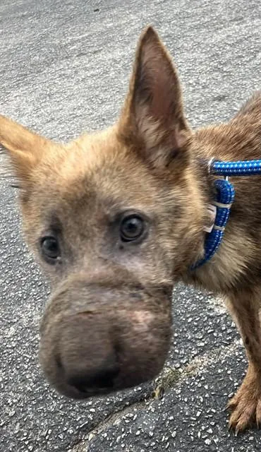 A baby small-sized female Mixed Breed dog named Lola for adoption in Dallas, TX