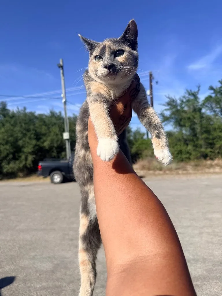 A baby small-sized female Domestic Short Hair cat named Chicken for adoption in Rockport, TX