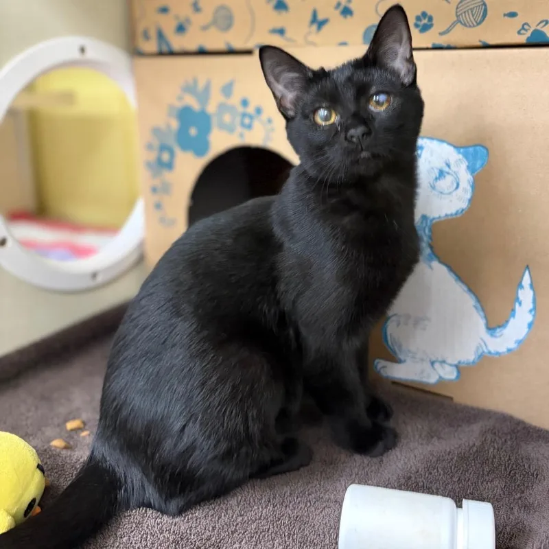 A baby medium-sized female Black Domestic Short Hair cat named Honey for adoption in West Olive, MI