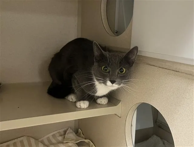 A young small-sized female Domestic Short Hair cat named Pearl for adoption in Denver, CO