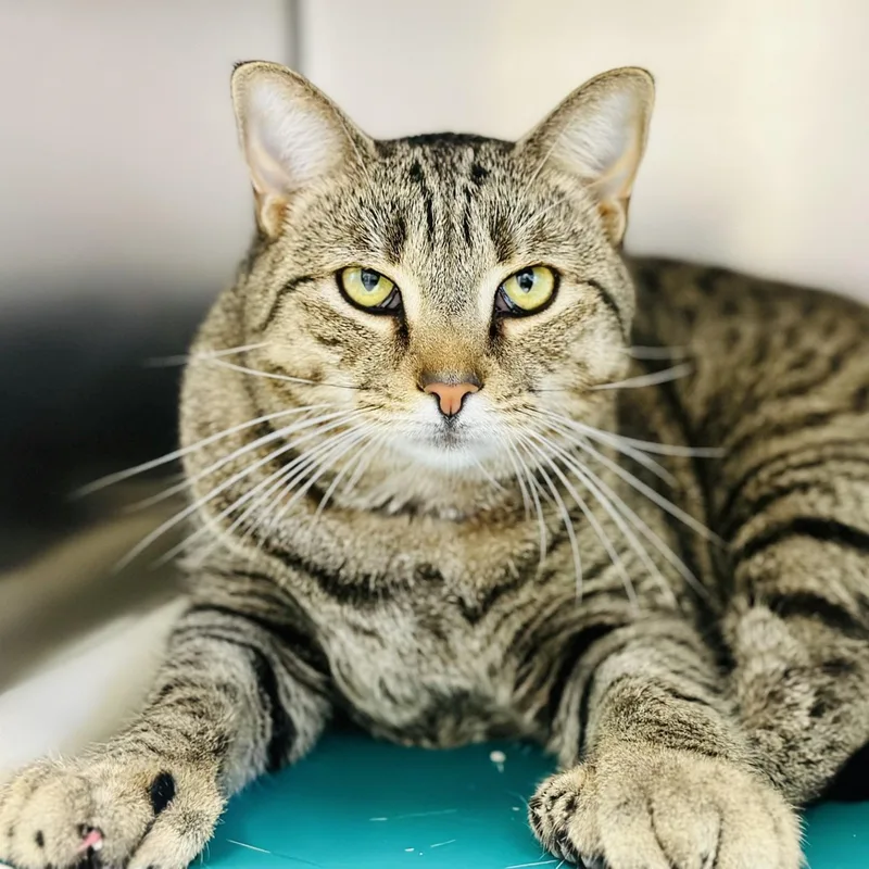 An adult medium-sized female Tabby (Brown / Chocolate) Domestic Short Hair cat named Glitter for adoption in Manahawkin, NJ