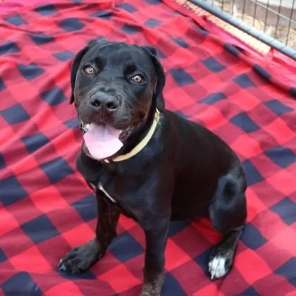 A baby medium-sized female Mixed Breed dog named Petunia for adoption in Athens, GA