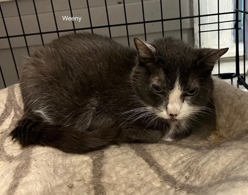 A senior medium-sized female Domestic Short Hair cat named Weeny for adoption in Windsor, CT