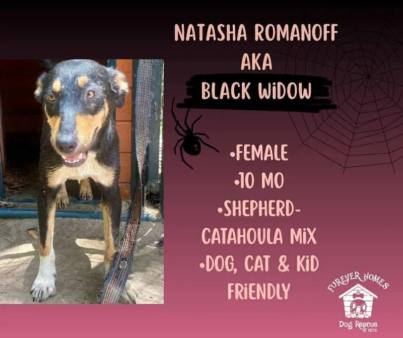 Natasha Romanoff Aka Black