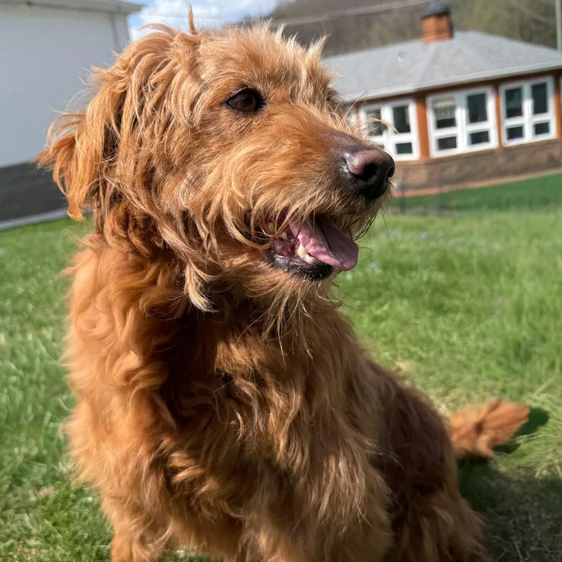 An adult medium-sized female Red / Chestnut / Orange Goldendoodle dog named Ester for adoption in Latrobe, PA