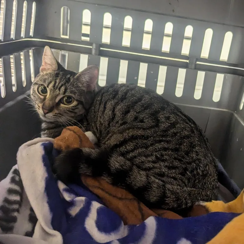 A young small-sized female Gray / Blue / Silver Domestic Short Hair cat named Oolong for adoption in Charlottesville, VA