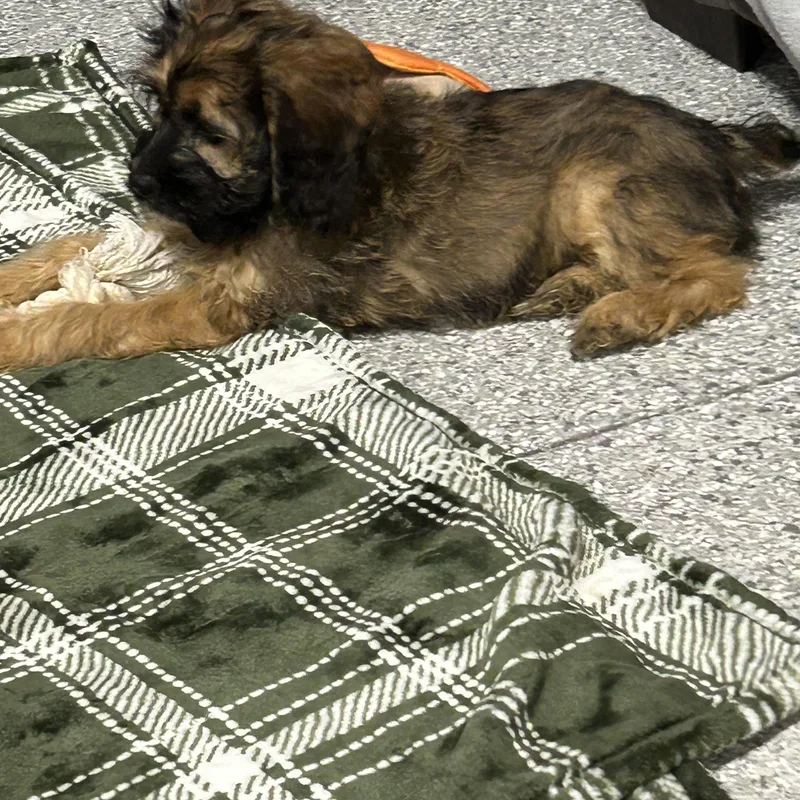 A baby small-sized male Cockapoo dog named Bon sable . lbs for adoption in Antwerp, OH