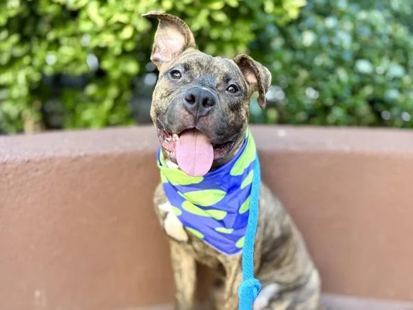 An adult medium-sized male Mixed Breed dog named Sticky Keys for adoption in New York, NY