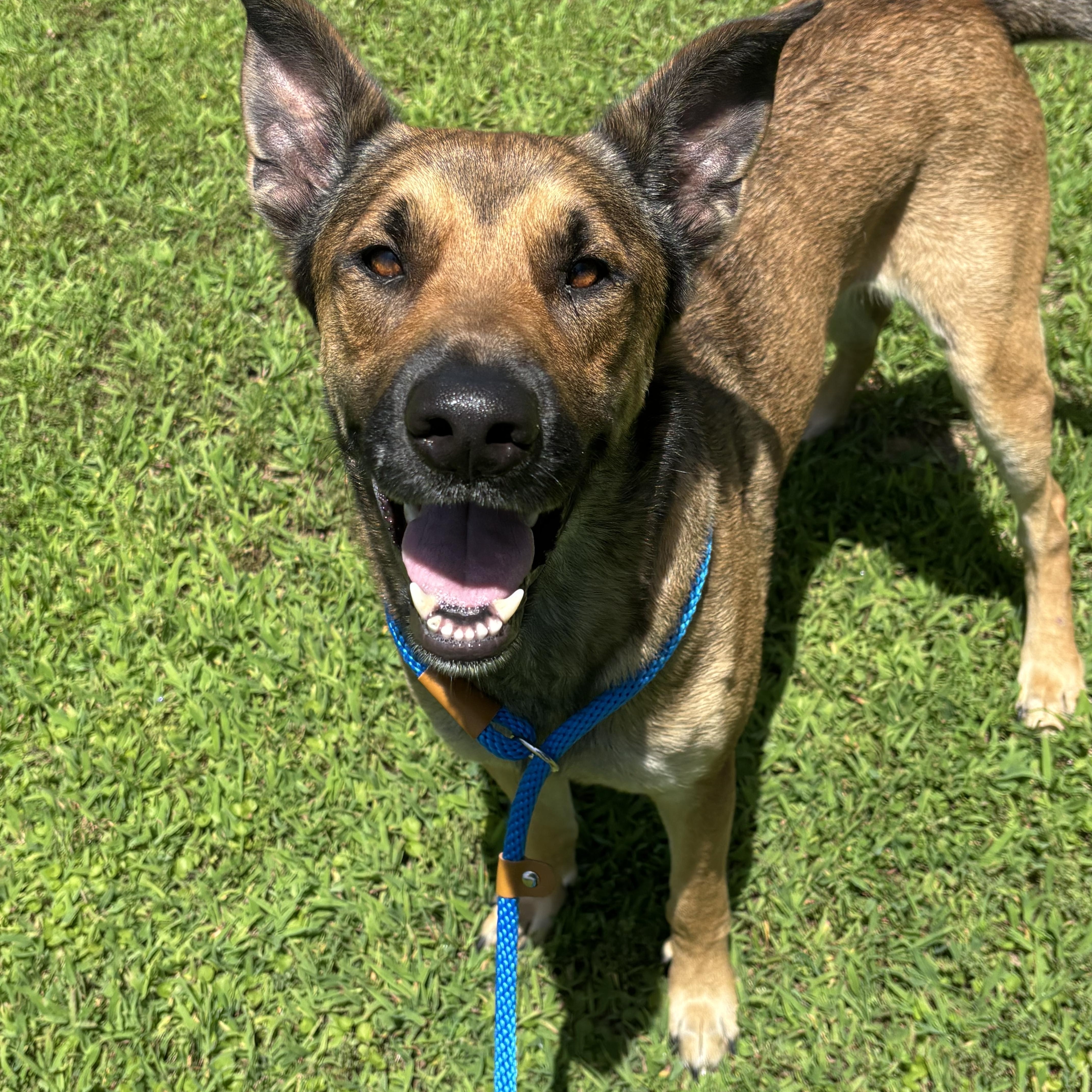 An adult large-sized male German Shepherd Dog dog named Frank for adoption in Collierville, TN