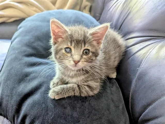 A baby small-sized female Domestic Short Hair cat named Birdie for adoption in Omaha, NE