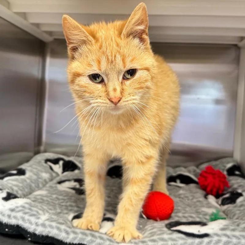 A baby small-sized female Orange / Red Domestic Short Hair cat named Dizzy for adoption in Hannibal, MO