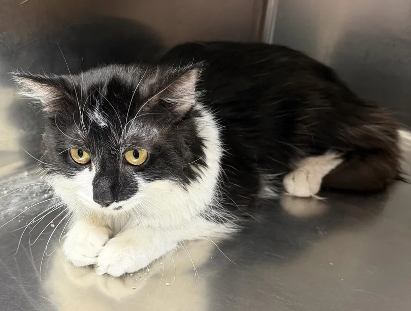 An adult medium-sized male Black & White / Tuxedo Domestic Long Hair cat named Binky for adoption in Elkins, WV