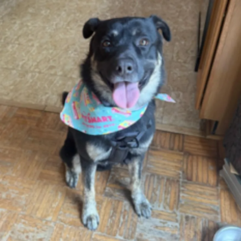 An adult medium-sized male Black German Shepherd Dog dog named Boone for adoption in Newark, NJ