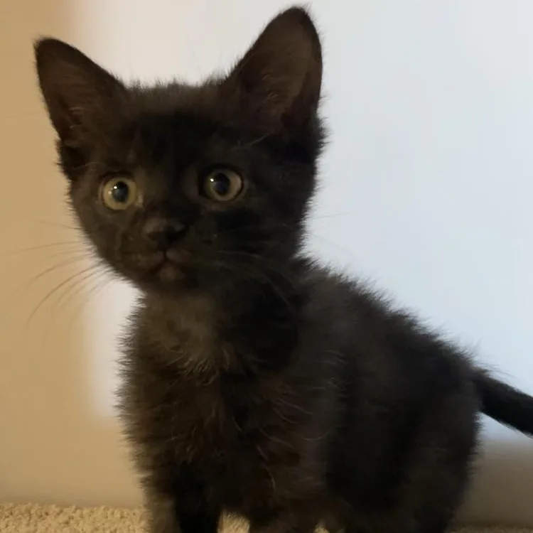 A baby medium-sized female Black Domestic Short Hair cat named Sapphire for adoption in Washington, PA