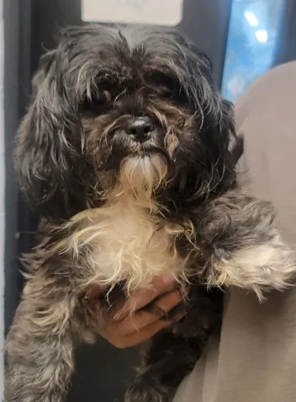 An adult large-sized female Shih Tzu dog named Mimosa for adoption in West Chester, PA