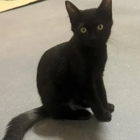 A young small-sized male Domestic Medium Hair cat named Lil Bits for adoption in Houston, TX