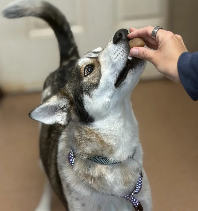 An adult medium-sized male Husky dog named Gizmo for adoption in Lovingston, VA