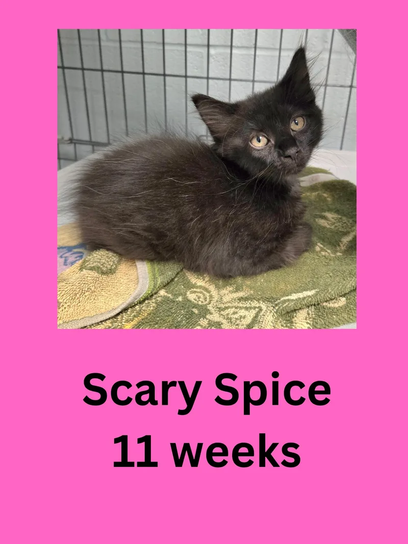 A baby small-sized female Black Domestic Medium Hair cat named Scary Spice for adoption in Ravenna, OH