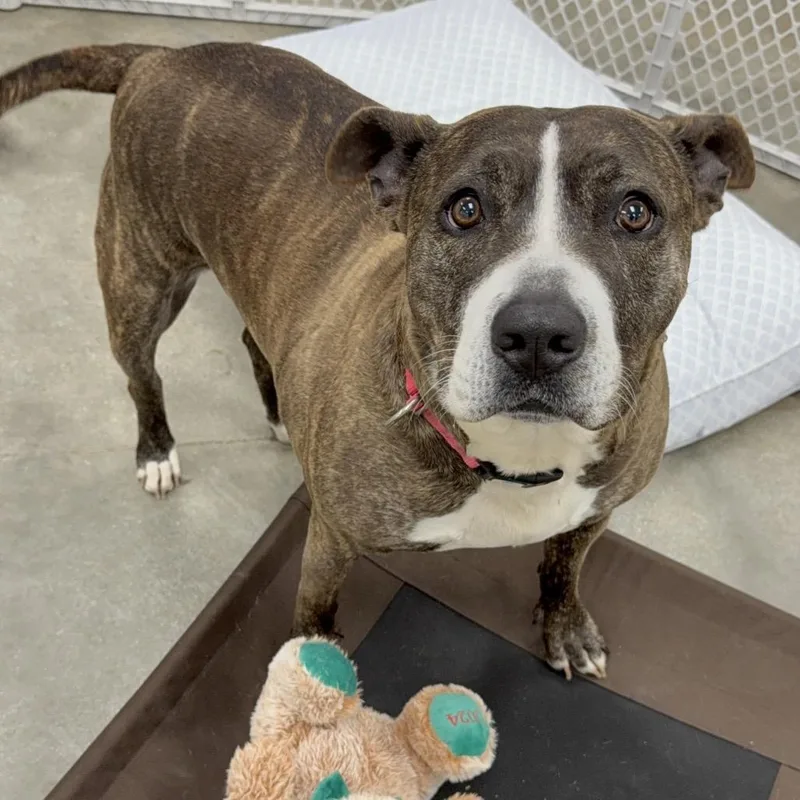 Tinsel A thumbnail 2