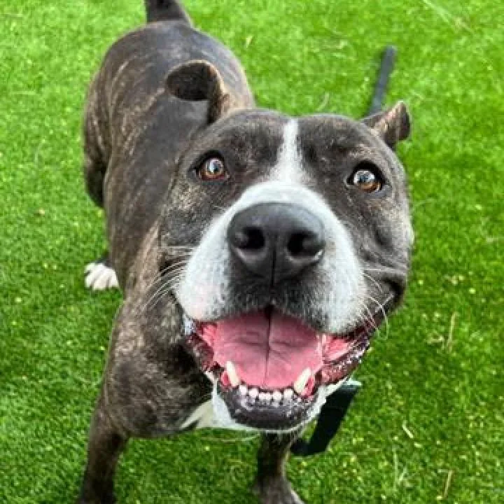 Tinsel A thumbnail 3