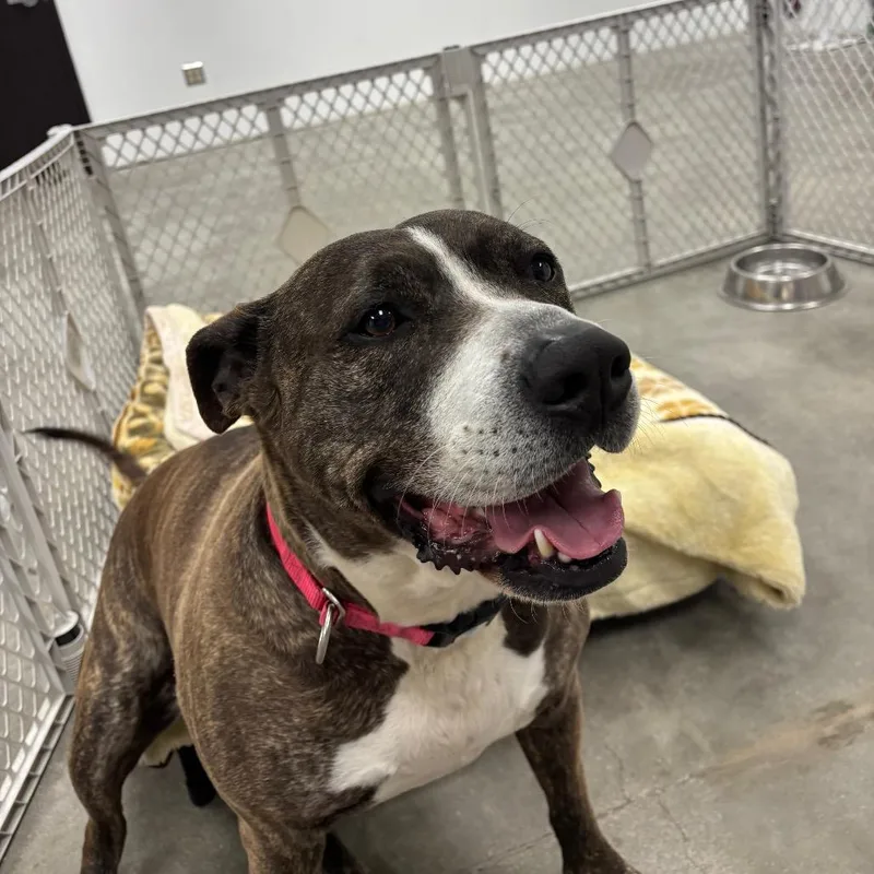 Tinsel A thumbnail 4