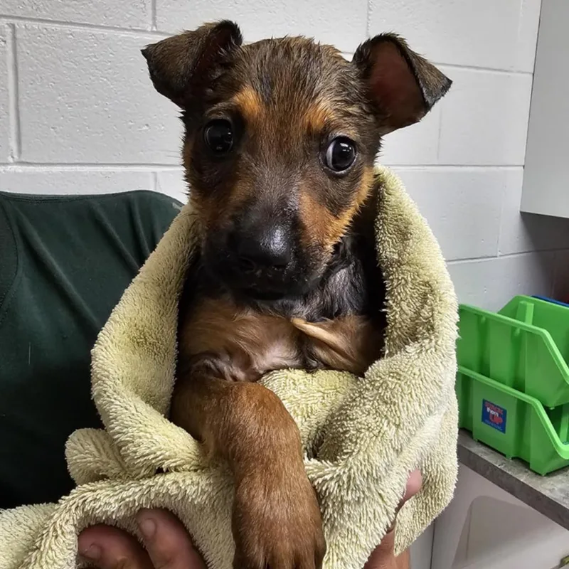 An adult large-sized male Shepherd dog named Levi for adoption in Martinsville, VA