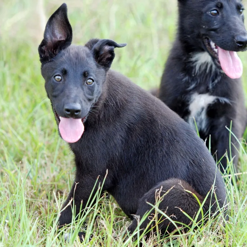 A baby large-sized female Black German Shepherd Dog dog named Monica for adoption in Madisonville, TX