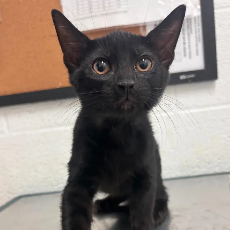 A baby small-sized male Black Domestic Short Hair cat named Coal for adoption in Edinburg, TX