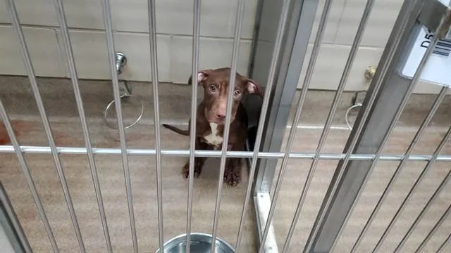 A young large-sized male Pit Bull Terrier dog named Bear for adoption in Aurora, IL