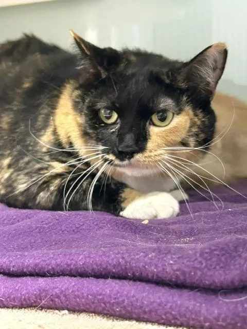 An adult medium-sized female Domestic Short Hair cat named Dove for adoption in Muskegon, MI