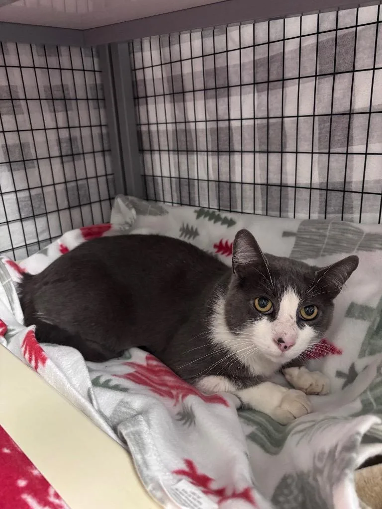 An adult large-sized male Domestic Short Hair cat named STRAY Cat Found on for adoption in Grants Pass, OR