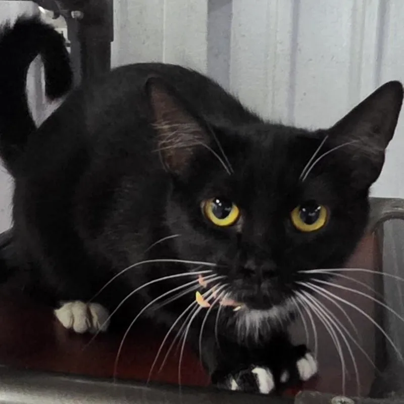 An adult medium-sized female Black & White / Tuxedo Domestic Short Hair cat named Dottie for adoption in SNOW HILL, NC