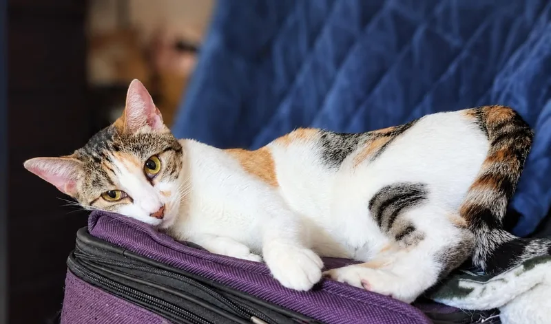 A young medium-sized female Calico cat named Luna for adoption in Fresno, CA