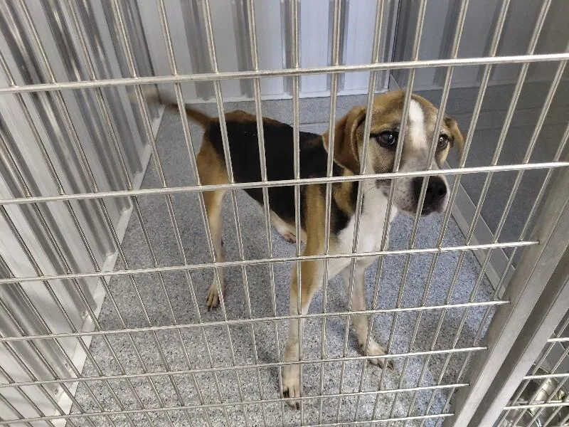 A young medium-sized male Tricolor (Brown, Black, & White) Hound dog named Slim Jim for adoption in bellefontaine, OH