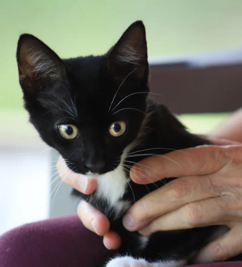 A baby medium-sized male Domestic Short Hair cat named Roland for adoption in North Fort Myers, FL