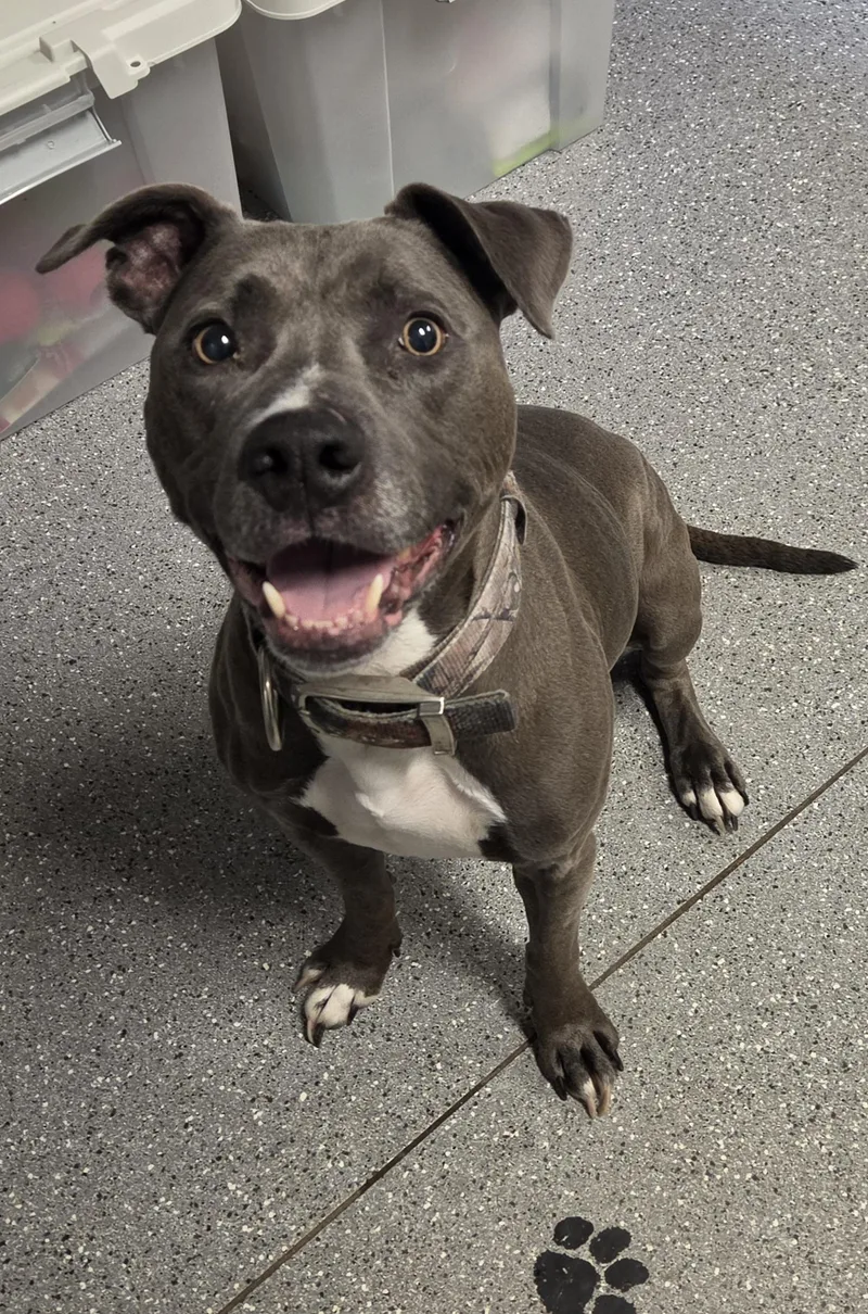 An adult medium-sized female Gray / Blue / Silver Pit Bull Terrier dog named Polly for adoption in Watertown, NY