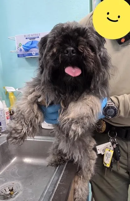 An adult small-sized female Shih Tzu dog named Ty Lee for adoption in Edgewood, NM