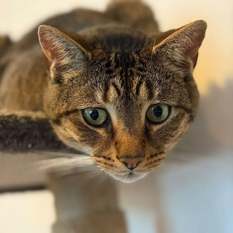 An adult medium-sized male Tabby (Brown / Chocolate) Tabby cat named Finnegan for adoption in Huntington, NY