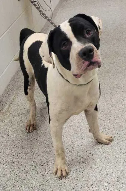 A young large-sized male White / Cream Pit Bull Terrier dog named Larry for adoption in Kansas City, MO